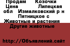 Продам - 2 Козочки. › Цена ­ 5 500 - Липецкая обл., Измалковский р-н, Пятницкое с. Животные и растения » Другие животные   